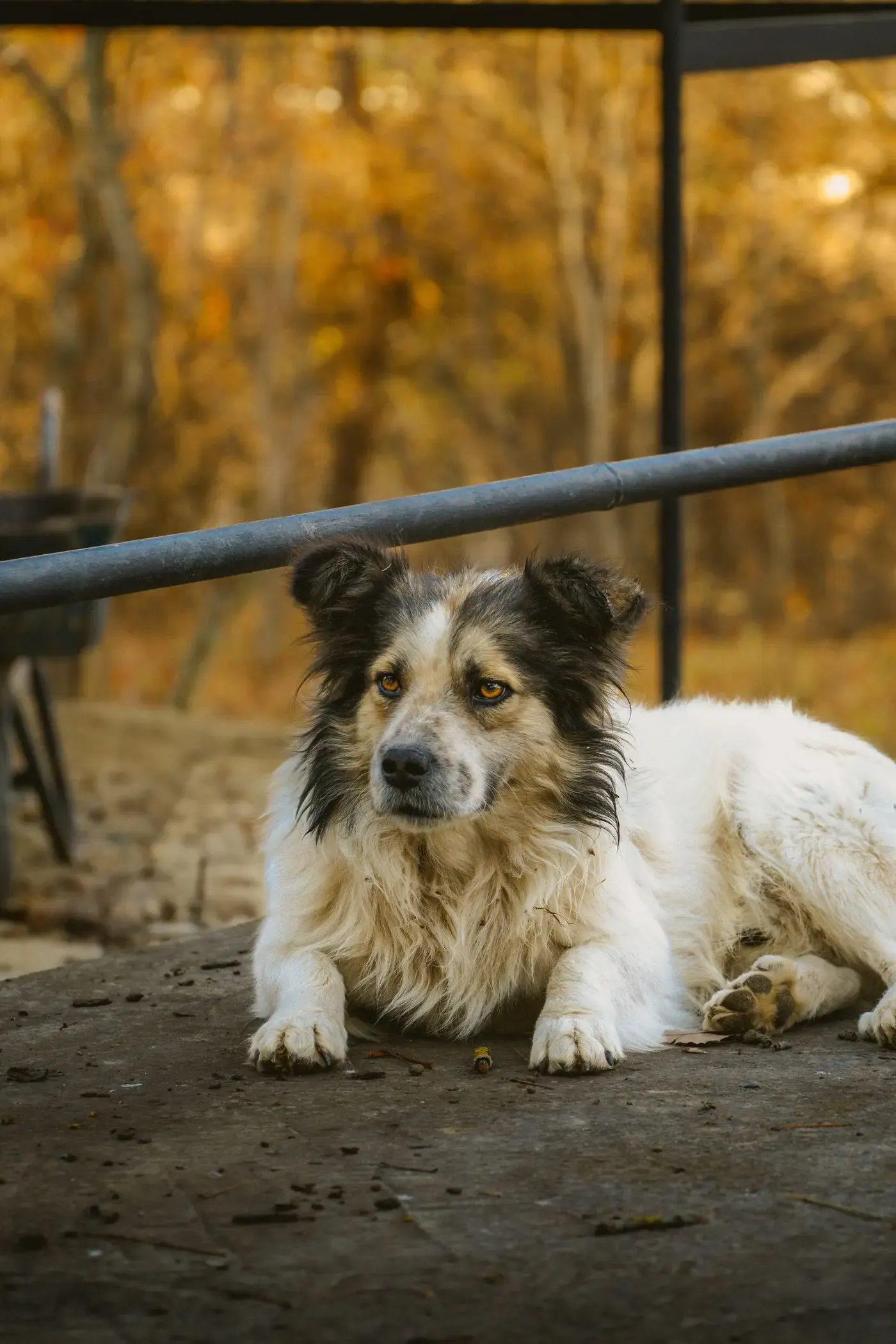 Calm dog resting on a porch