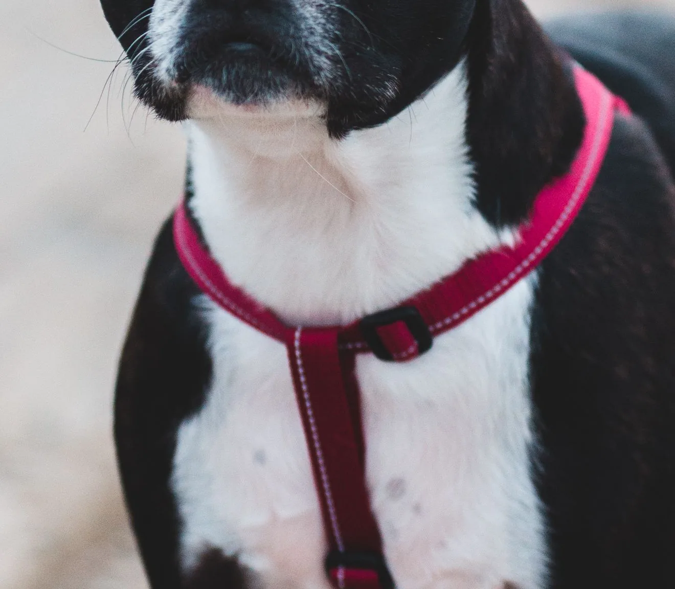 Close-up of a dog's chest in a red harness